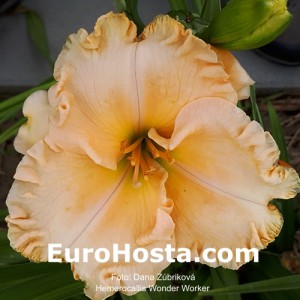 Hemerocallis Wonder Worker - Eurohosta