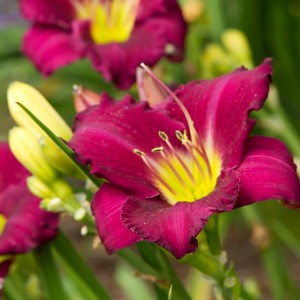 Hemerocallis Woodside Amethyst