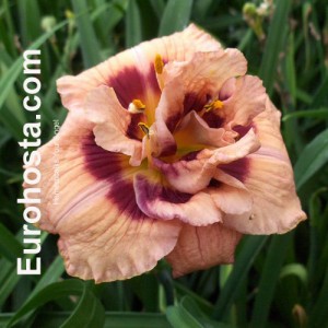 Hemerocallis Your Angel