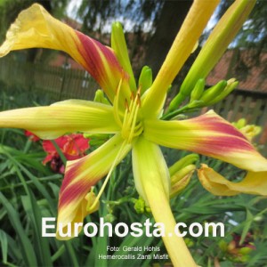 Hemerocallis Zanti Misfit