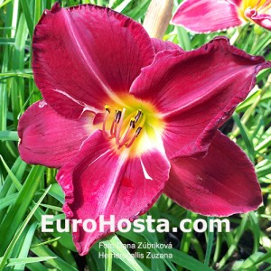 hemerocallis zuzana