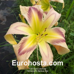 Hemerocallis Rainbow Star