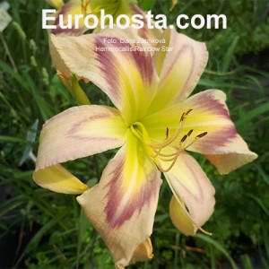 Hemerocallis Rainbow Star