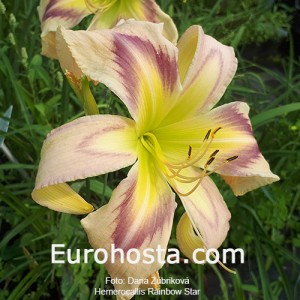 Hemerocallis Rainbow Star