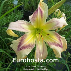 Hemerocallis Rainbow Star