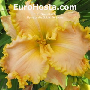 Hemerocallis Golden Tentacles