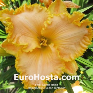 Hemerocallis Golden Tentacles