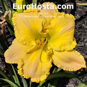 Hemerocallis Uncontrollable Urge