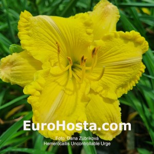 Hemerocallis Uncontrollable Urge