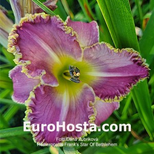 Hemerocallis Frank's Star Of Bethlehem - Eurohosta