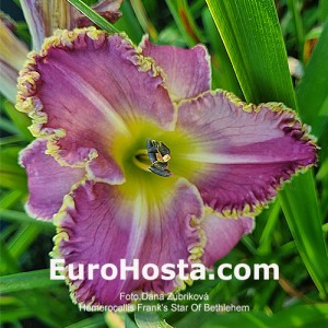 Hemerocallis Frank's Star Of Bethlehem - Eurohosta