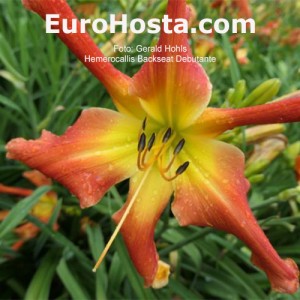 Hemerocallis Backseat Debutante