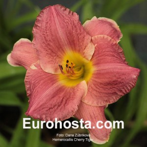 Hemerocallis Cherry Tiger - Eurohosta