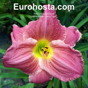 Hemerocallis Cherry Tiger