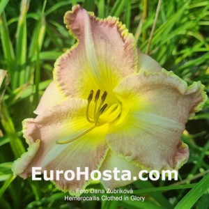 Hemerocallis Clothed in Glory