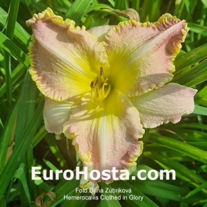 Hemerocallis Clothed in Glory