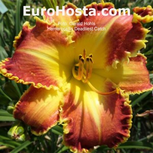 Hemerocallis Deadliest Catch