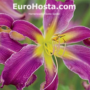 Hemerocallis Exotic Spider