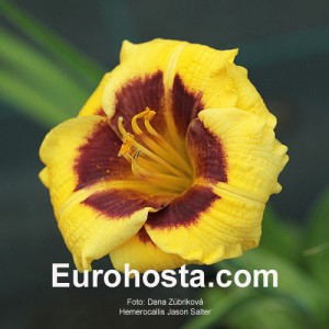 Hemerocallis Jason Salter - Eurohosta