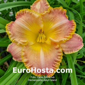 Hemerocallis Jekyll Island