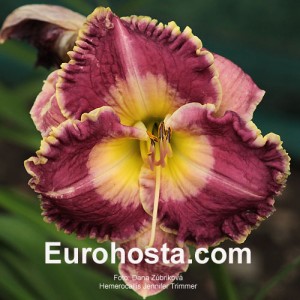 Hemerocallis 'Jennifer Trimmer'