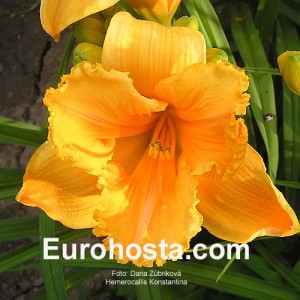 Hemerocallis Konstantina - Eurohosta