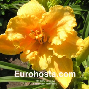 Hemerocallis Konstantina - Eurohosta