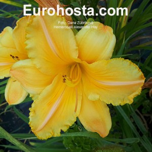 Hemerocallis Konstantina - Eurohosta