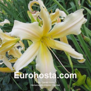 Hemerocallis Spiral Charmer