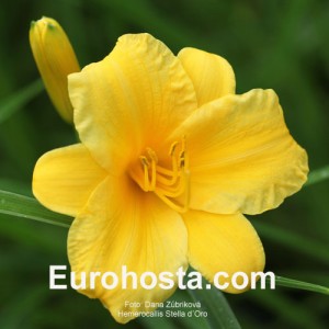 Hemerocallis Stella d´Oro - Eurohosta