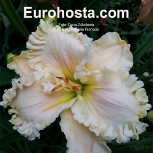 Hemerocallis Voila Francois - Eurohosta