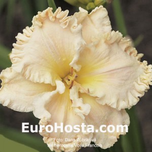 Hemerocallis Voila Francois - Eurohosta