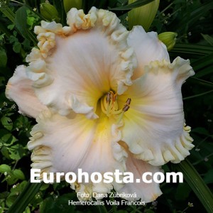 Hemerocallis Voila Francois - Eurohosta