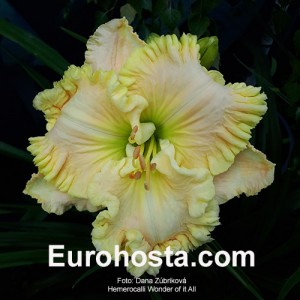 Hemerocallis Wonder of it All - Eurohosta