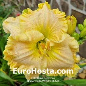 Hemerocallis Wonder of it All - Eurohosta