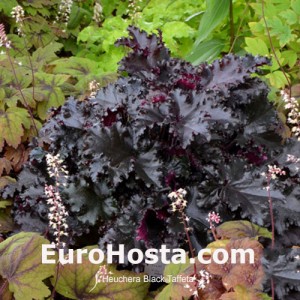 Heuchera Black Taffeta