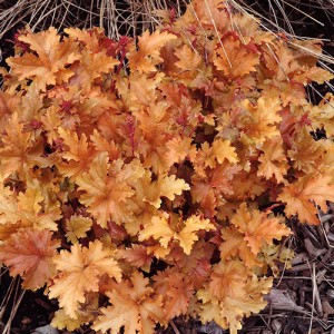 Heuchera Amber Waves 
