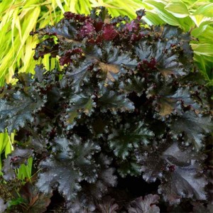 Heuchera Black Taffeta