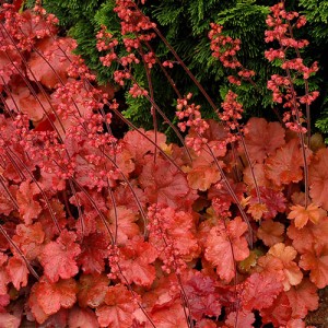 Heuchera Cherry Cola