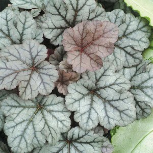 Heuchera Cinnabar Silver 