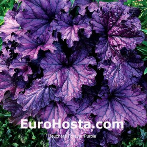 Heuchera Forever Purple