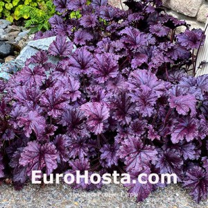 Heuchera Forever Purple