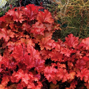 Heuchera Peach Flambe