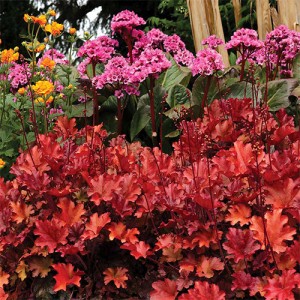 Heuchera Peach Flambe