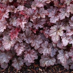 Heuchera Plum Pudding