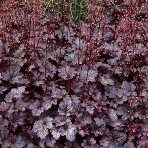 Heuchera Plum Pudding