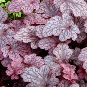 Heuchera Plum Pudding