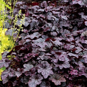 Heuchera Plum Pudding