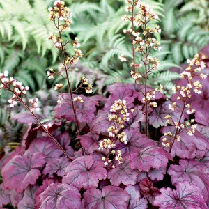 Heuchera Plum Royale