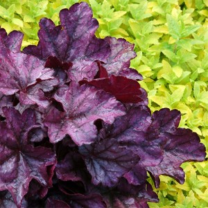 Heuchera Plum Royale